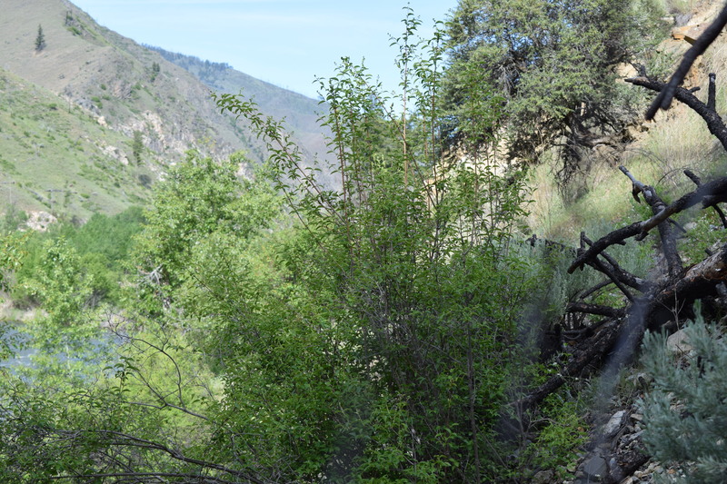 item thumbnail for Looking west from the north side of Big Creek across from Taylor Wilderness Research Station