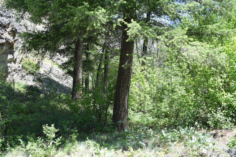 item thumbnail for Looking east on the Big Creek trail, near the crossing to Soldier Bar airstrip