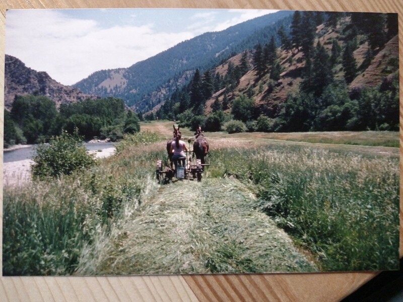 item thumbnail for Holly Akenson mowing hay along the Taylor Wilderness Research Station airstrip with mule team Rocky and Top