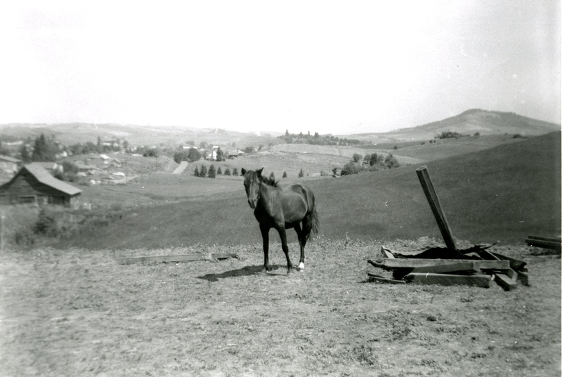 item thumbnail for A horse in a pasture near Moscow, Idaho