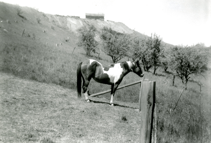 item thumbnail for A horse in a pasture near Moscow, Idaho