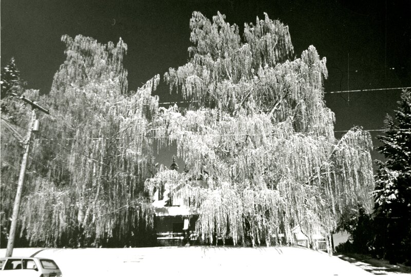 item thumbnail for Frost Covered Trees