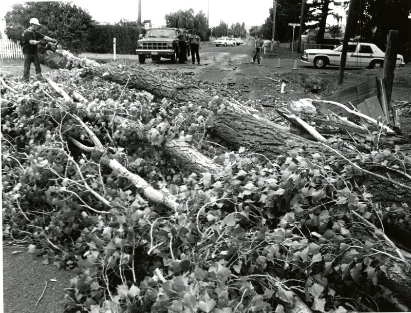 item thumbnail for Fallen Tree on Mountain View Road