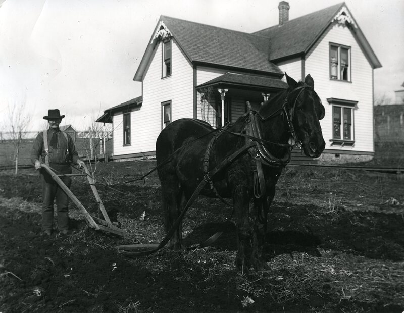 item thumbnail for C. H. Whitmore plowing his garden